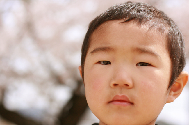 ハルと桜