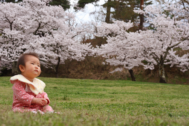 ナツと桜