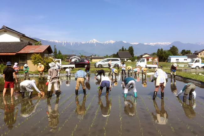 みんなで田植えをする風景